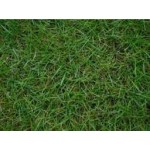 Bermuda grass (Bermuda çimi)