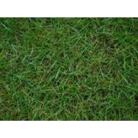 Bermuda grass (Bermuda çimi)