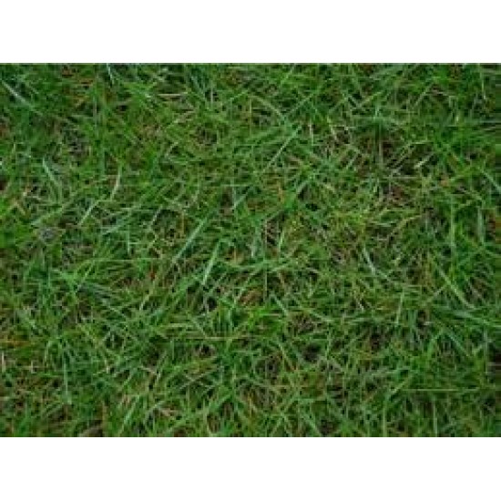 Bermuda grass (Bermuda çimi)