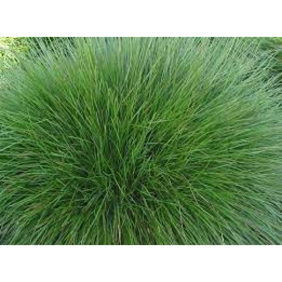 Festuca rubra rubra (kırmızı yumak)