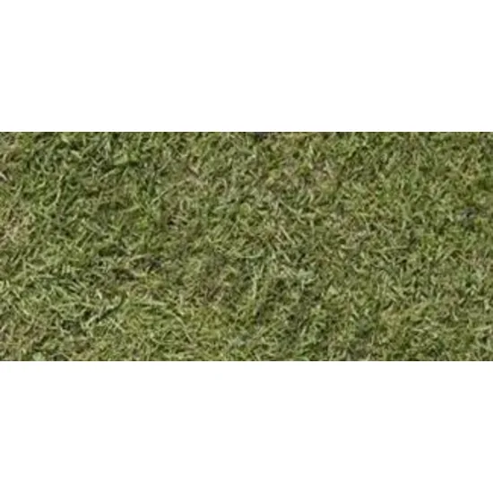 Agrostis tenuis (narin tavus otu)