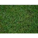 Bermuda grass (Bermuda çimi) Bermuda grass (Bermuda çimi)