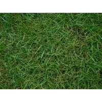Bermuda grass (Bermuda çimi)