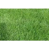 Festuca arundinacea (kamışsı yumak)