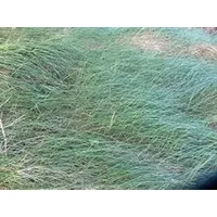 Festuca rubra commutata (kırmızı yumak)