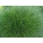 Festuca rubra rubra (kırmızı yumak) Festuca rubra rubra (kırmızı yumak)