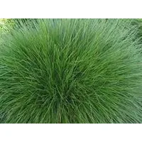 Festuca rubra rubra (kırmızı yumak)