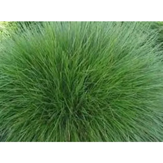 Festuca rubra rubra (kırmızı yumak)
