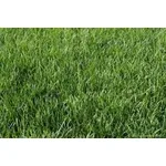 Poa pratensis (Çayır salkım otu)